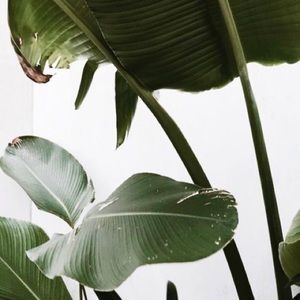 Meet your Posher, Tone